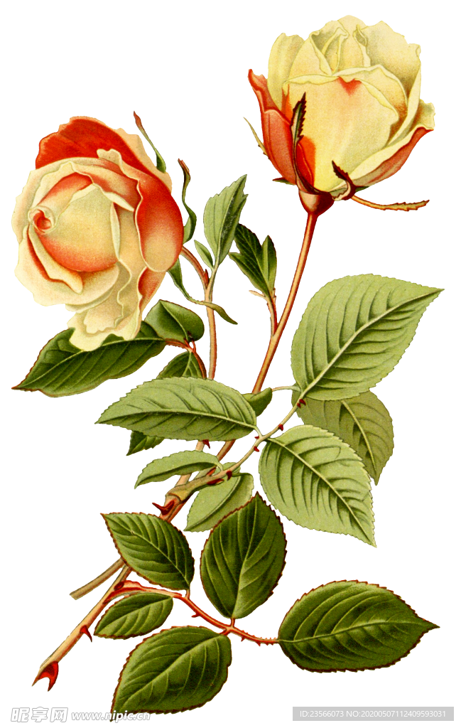 复古鲜花植物装饰图案