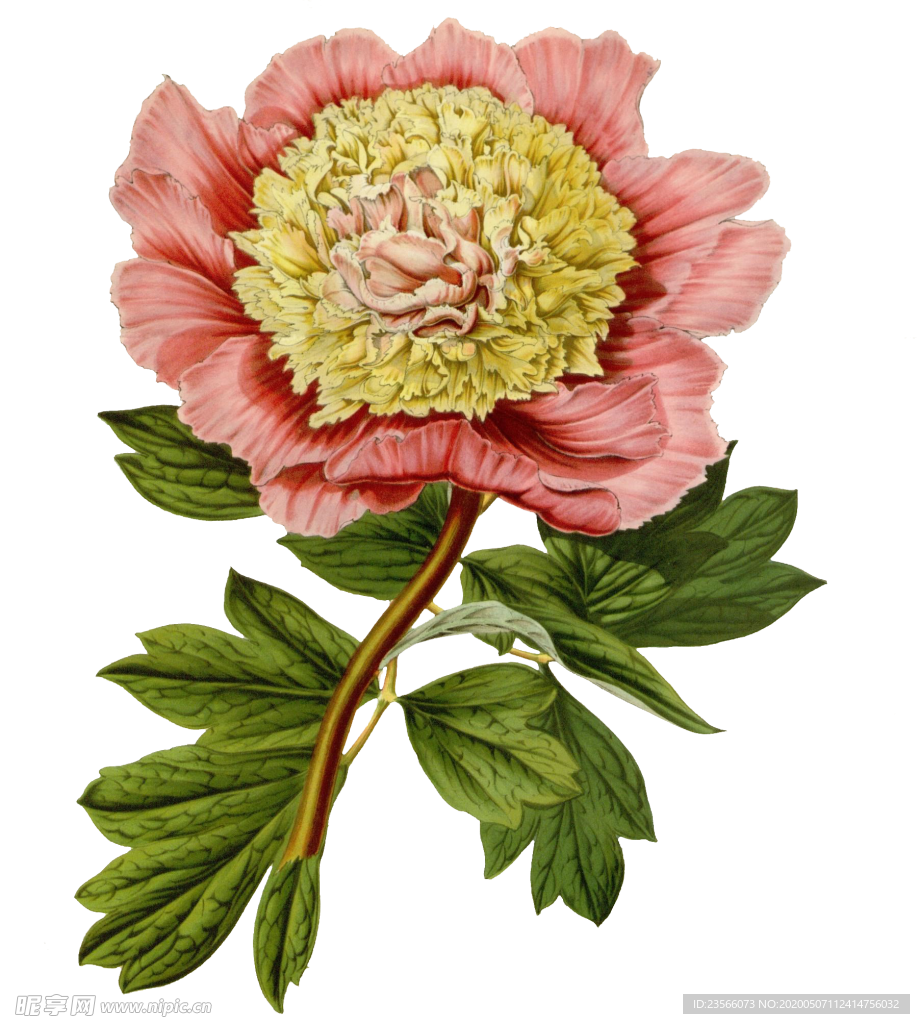 复古鲜花植物装饰图案