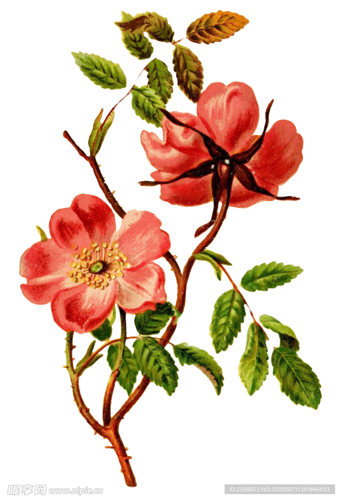 复古鲜花植物装饰图案