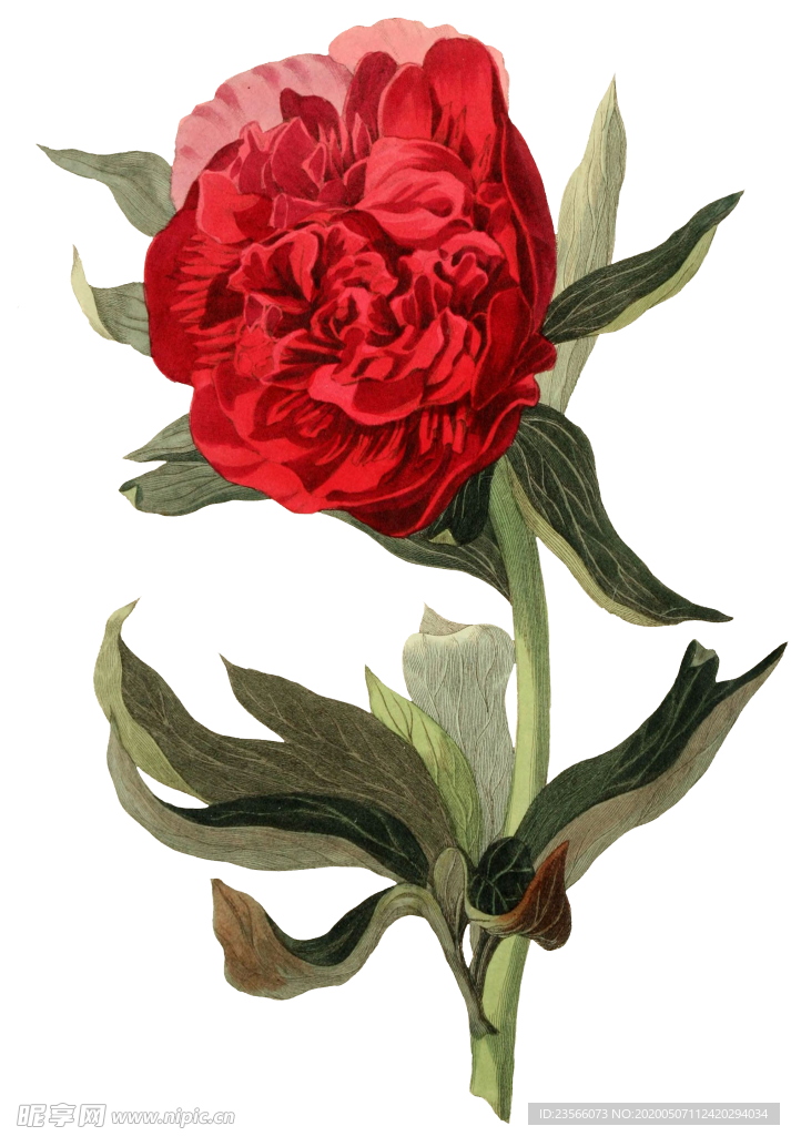 复古鲜花植物装饰图案