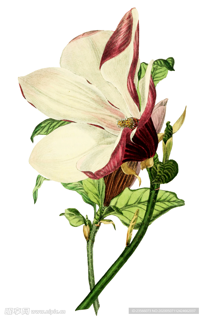 复古鲜花植物装饰图案