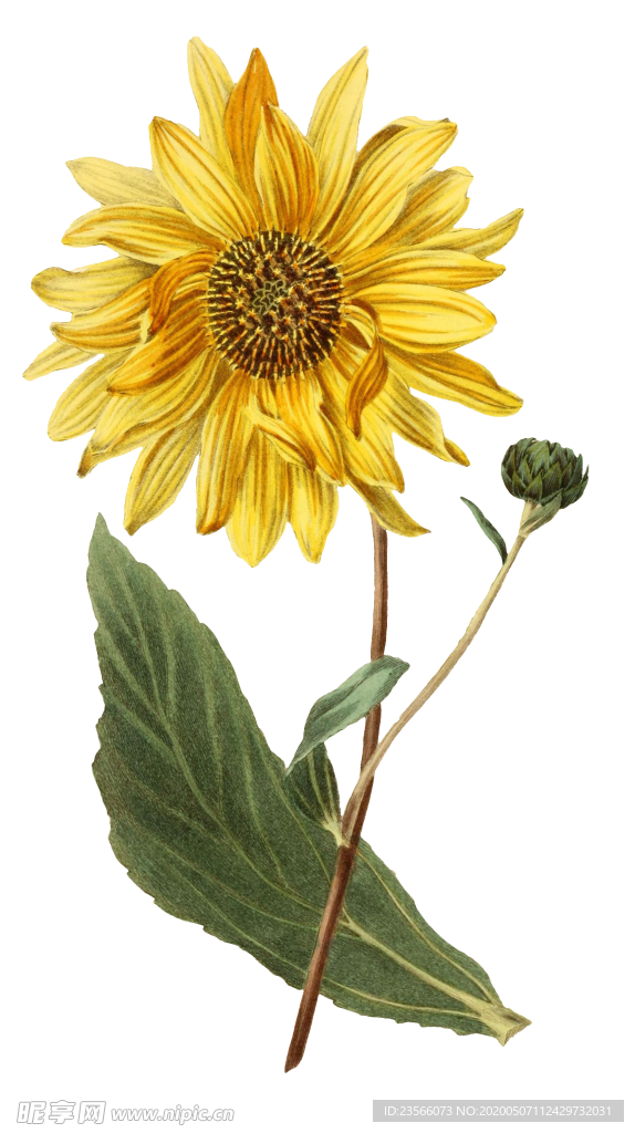 复古鲜花植物装饰图案