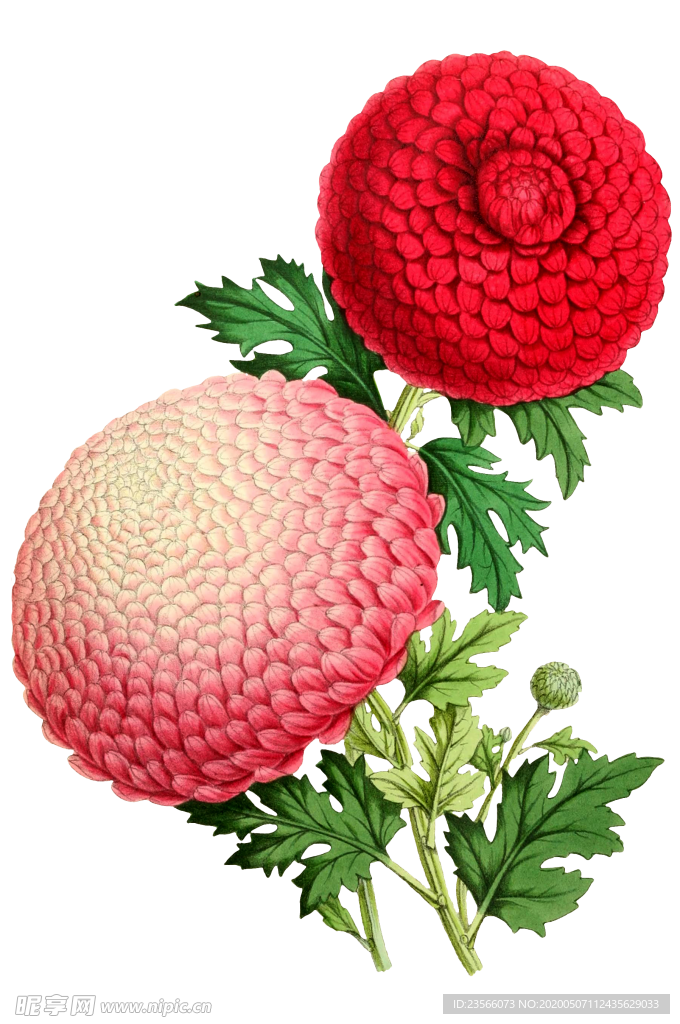 复古鲜花植物装饰图案