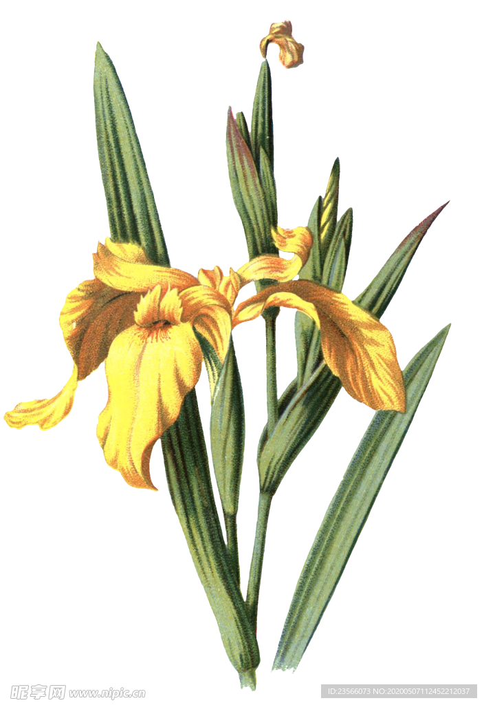 复古鲜花植物装饰图案