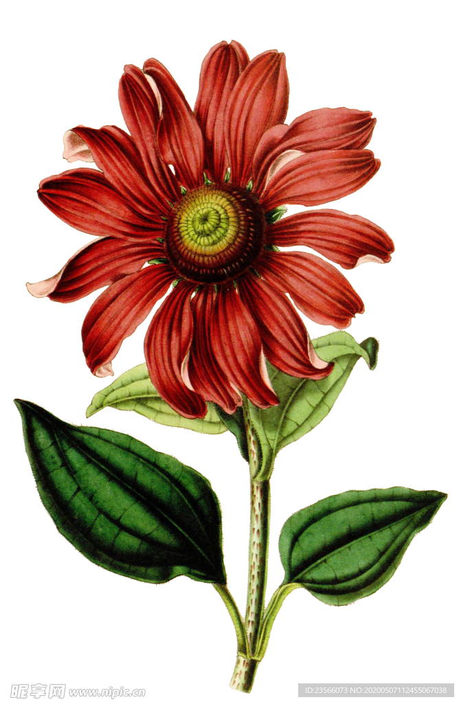 复古鲜花植物装饰图案