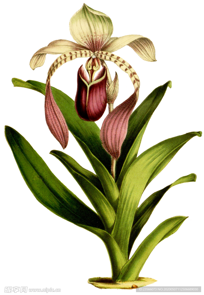 复古鲜花植物装饰图案