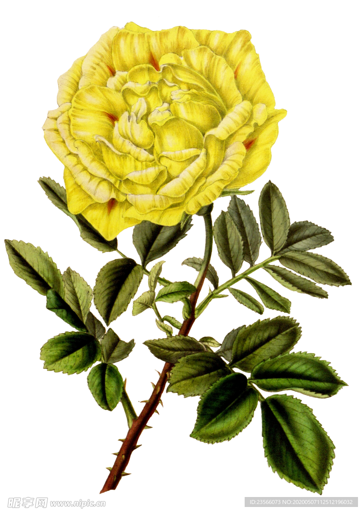 复古鲜花植物装饰图案