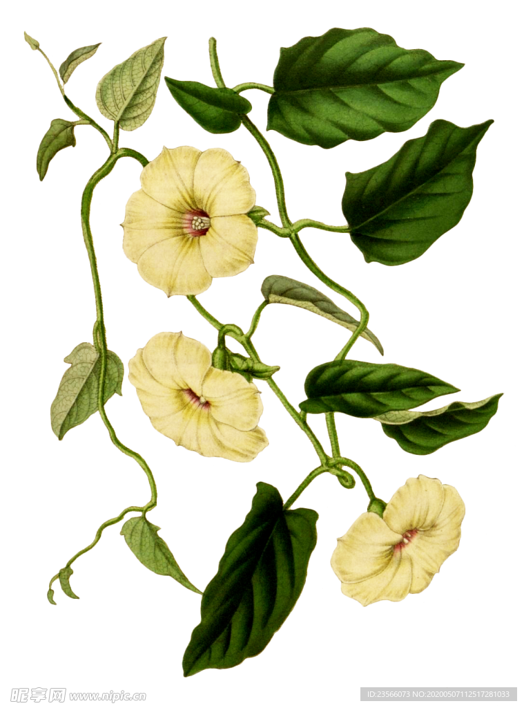 复古鲜花植物装饰图案