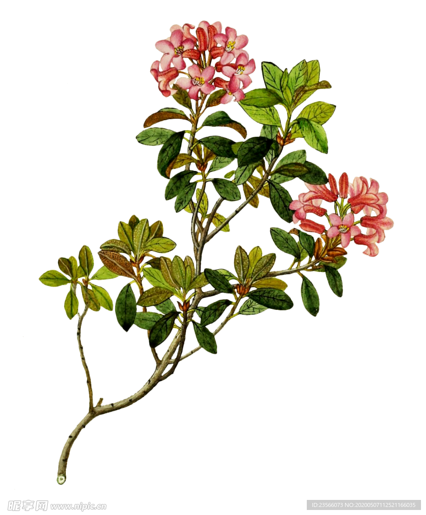 复古鲜花植物装饰图案