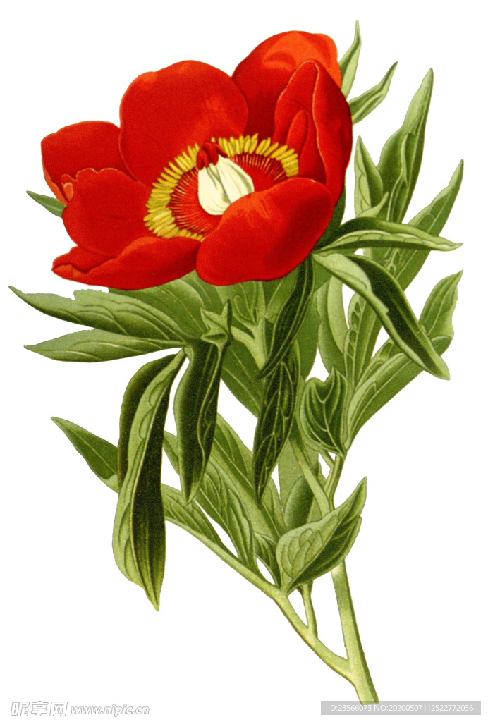 复古鲜花植物装饰图案