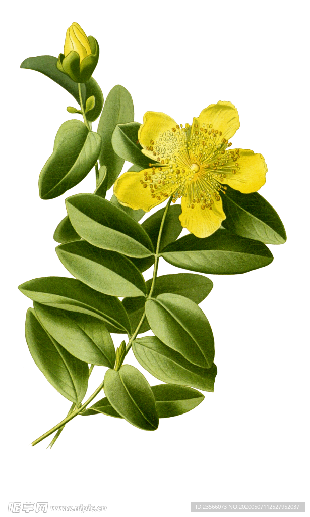 复古鲜花植物装饰图案