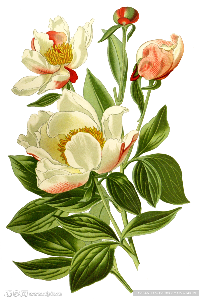 复古鲜花植物装饰图案