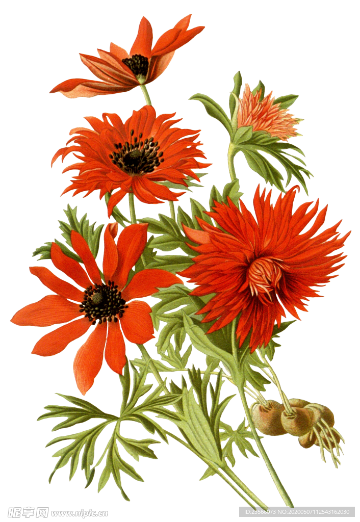 复古鲜花植物装饰图案