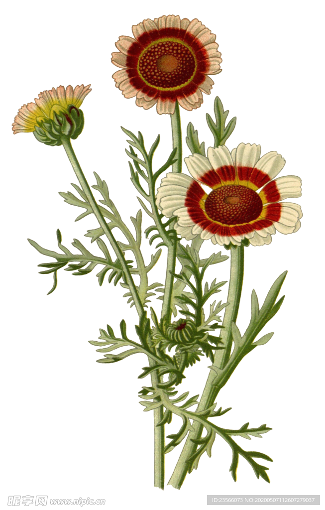 复古鲜花植物装饰图案