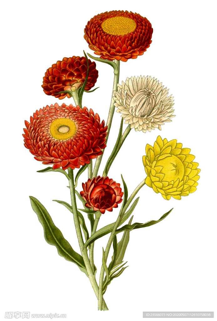 复古鲜花植物装饰图案