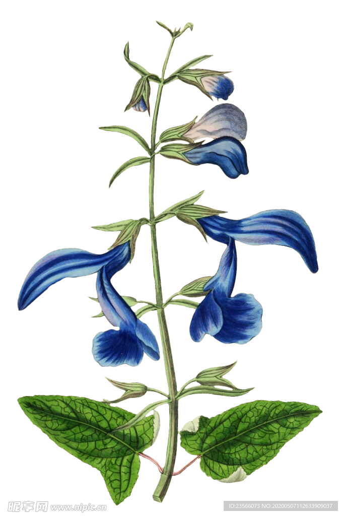 复古鲜花主题装饰图案