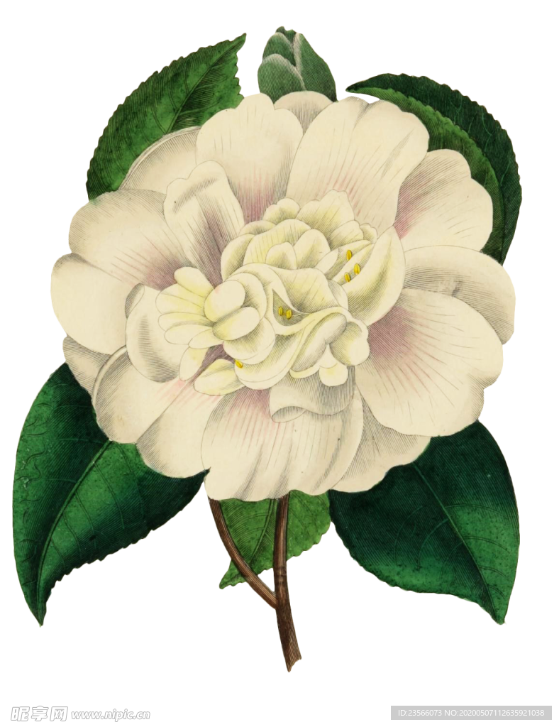 复古鲜花主题装饰图案