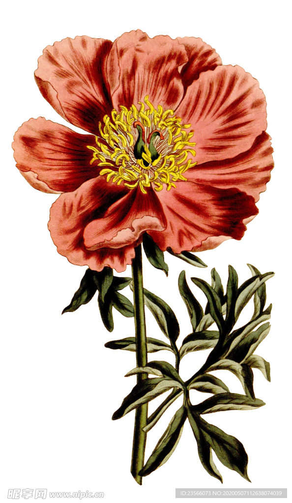 复古鲜花主题装饰图案