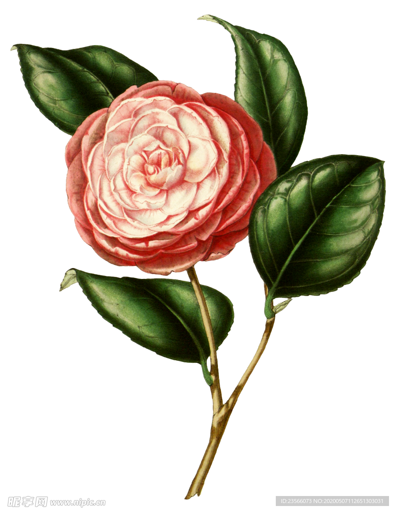 复古鲜花主题装饰图案