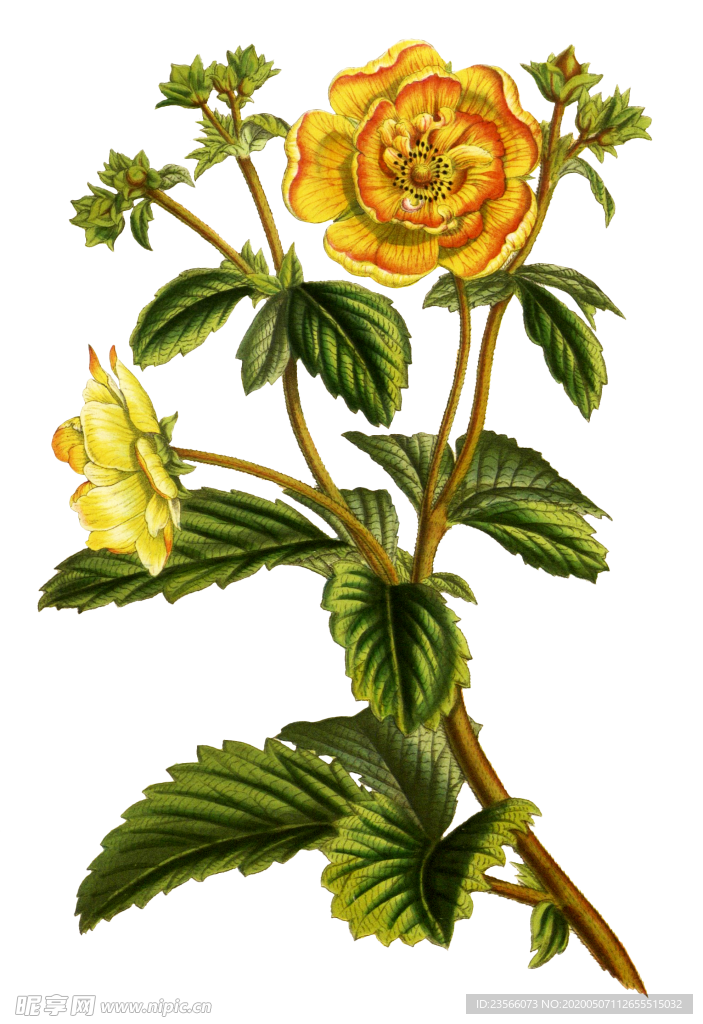 复古鲜花主题装饰图案