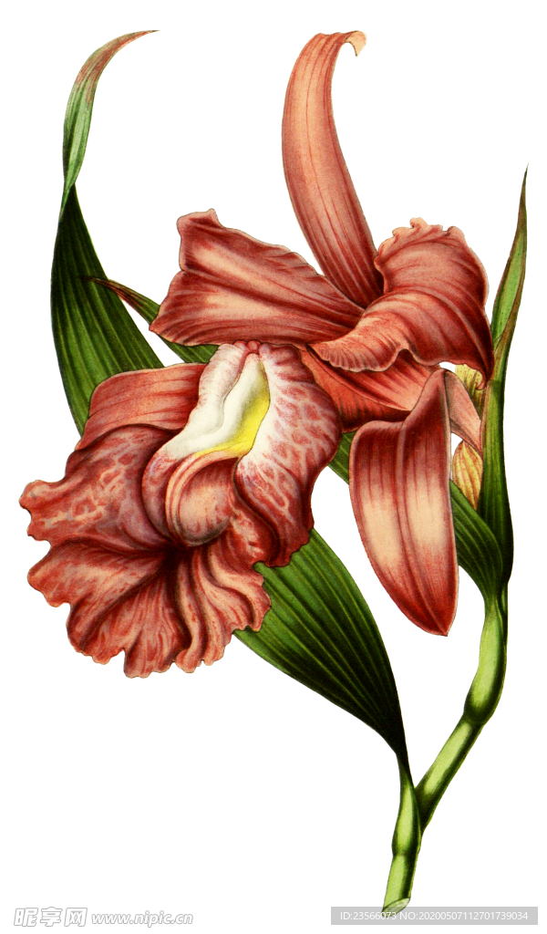 复古鲜花主题装饰图案