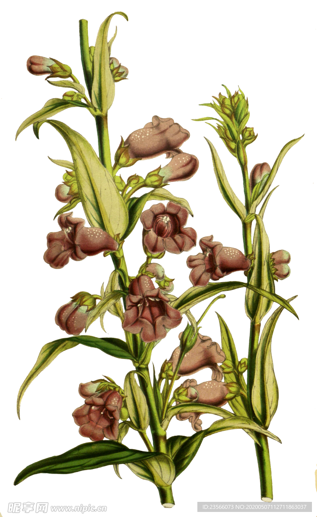 复古鲜花主题装饰图案