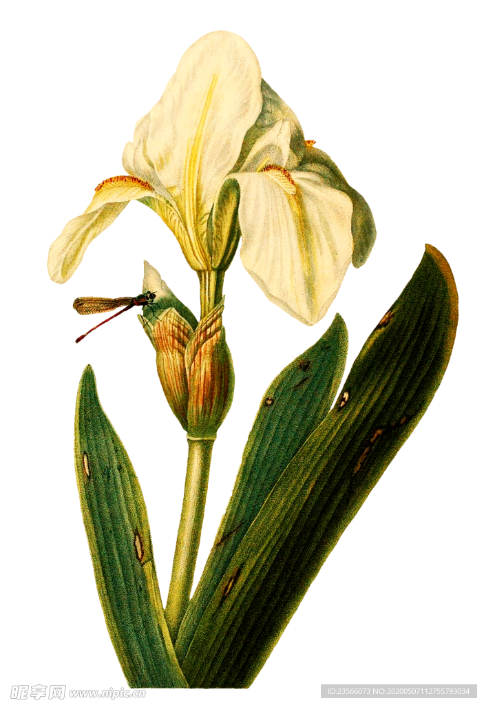 复古鲜花主题装饰图案