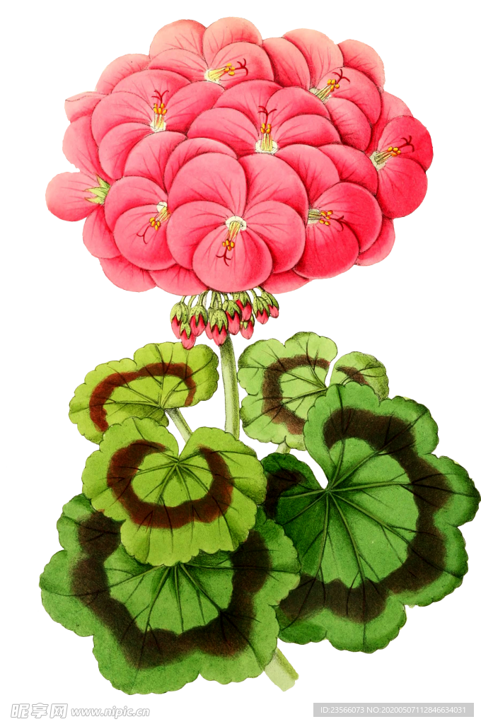 复古鲜花主题装饰图案