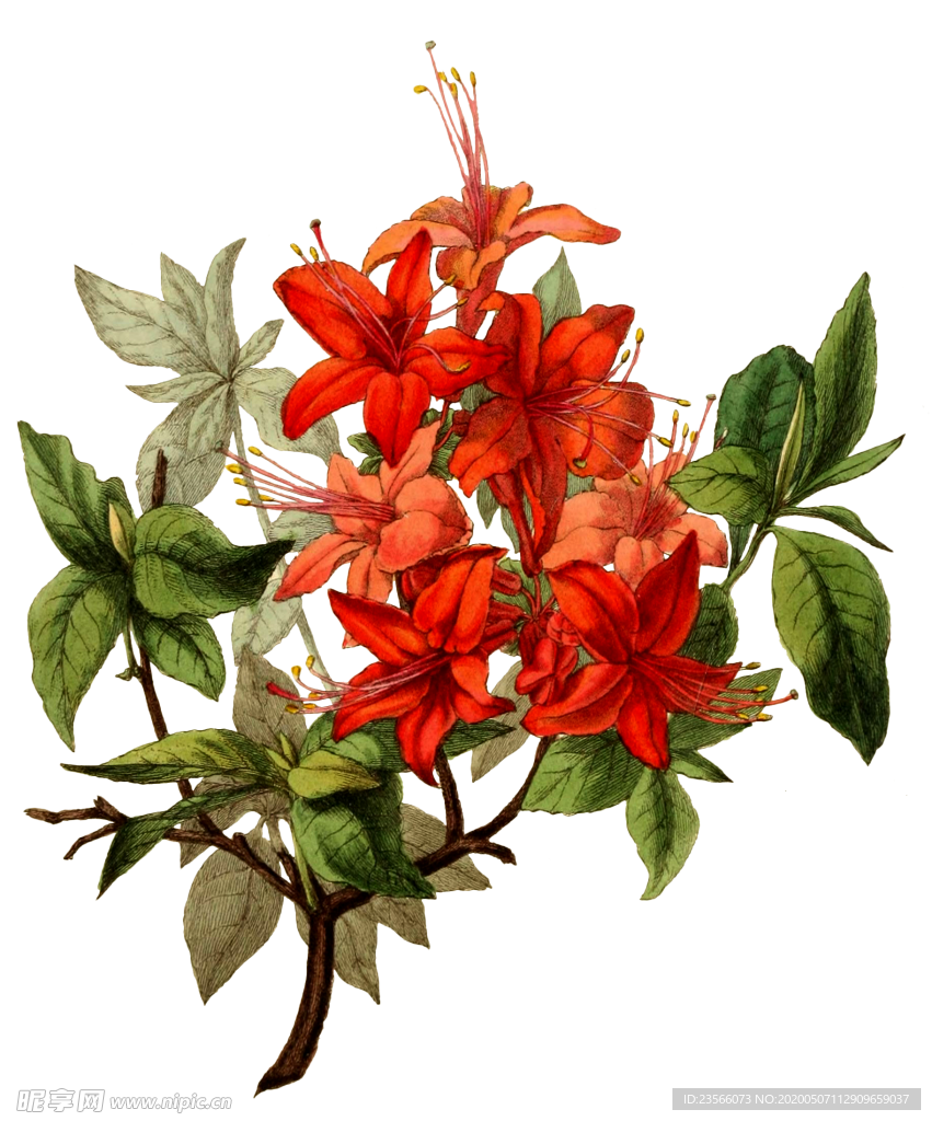 复古鲜花主题装饰图案