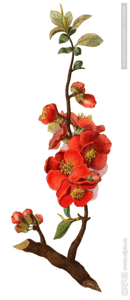 复古鲜花主题装饰图案