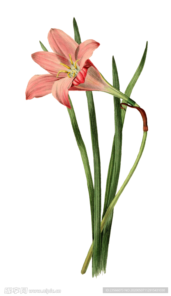 复古鲜花主题装饰图案