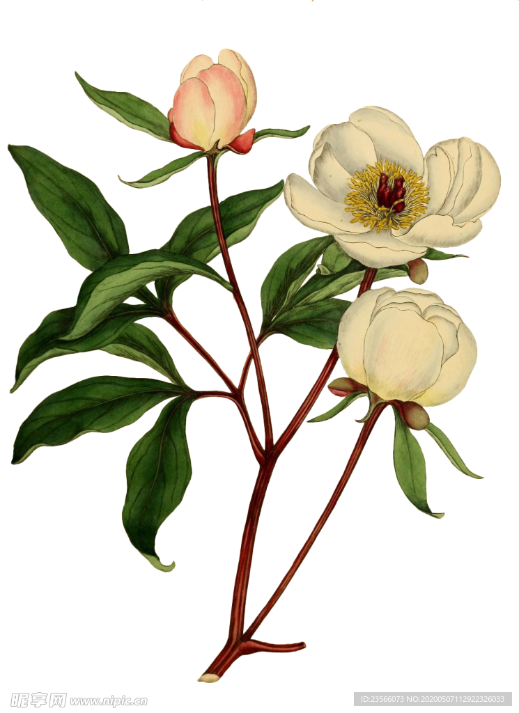 复古鲜花主题装饰图案