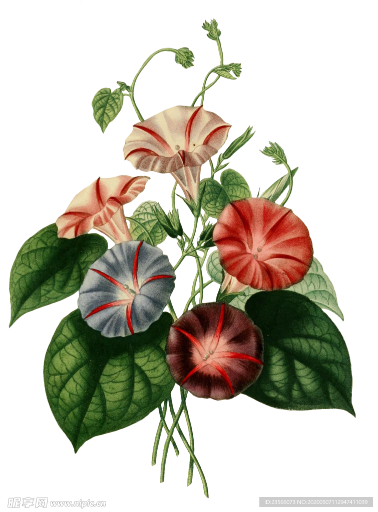 复古鲜花主题装饰图案