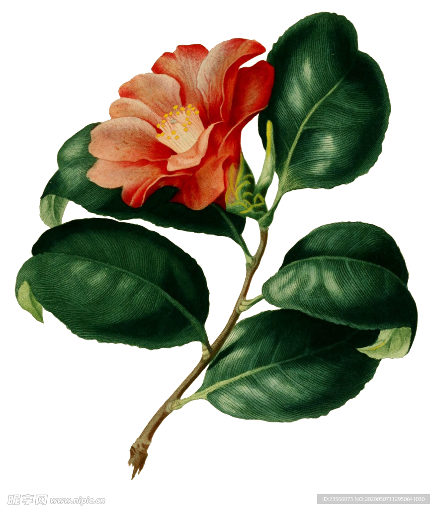 复古鲜花主题装饰图案