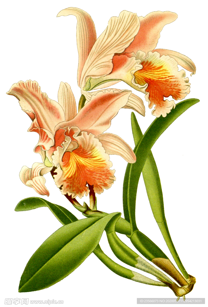 复古鲜花主题装饰图案