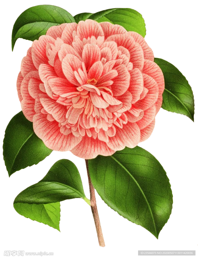 复古鲜花主题装饰图案