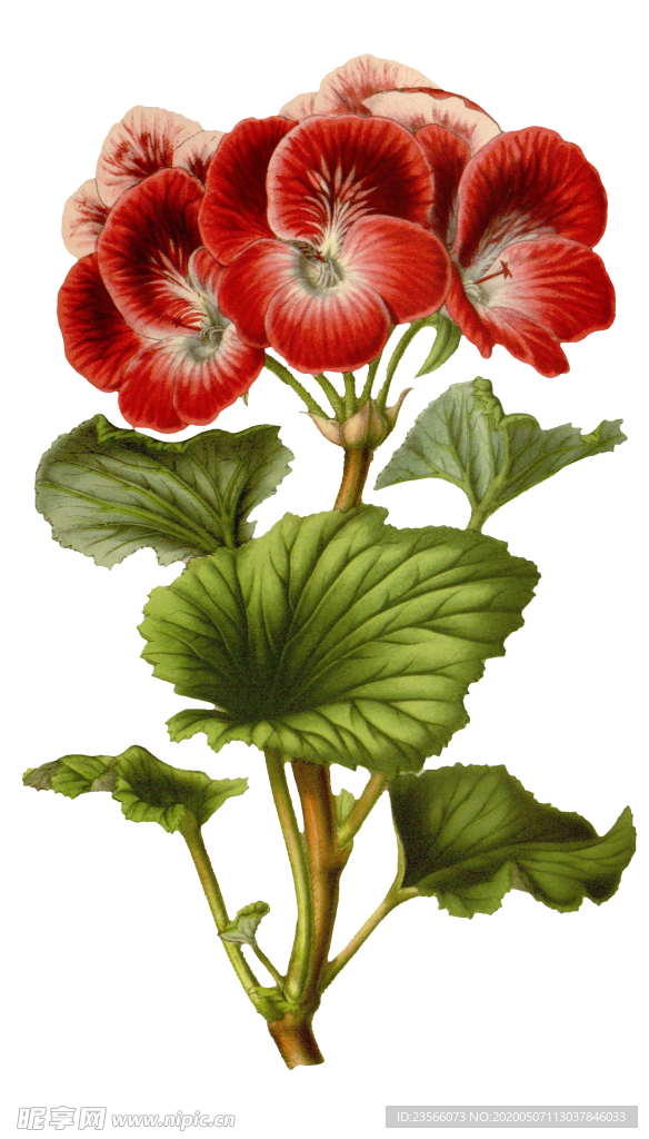 复古鲜花主题装饰图案