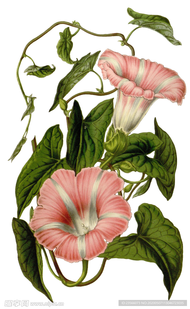 复古鲜花主题装饰图案