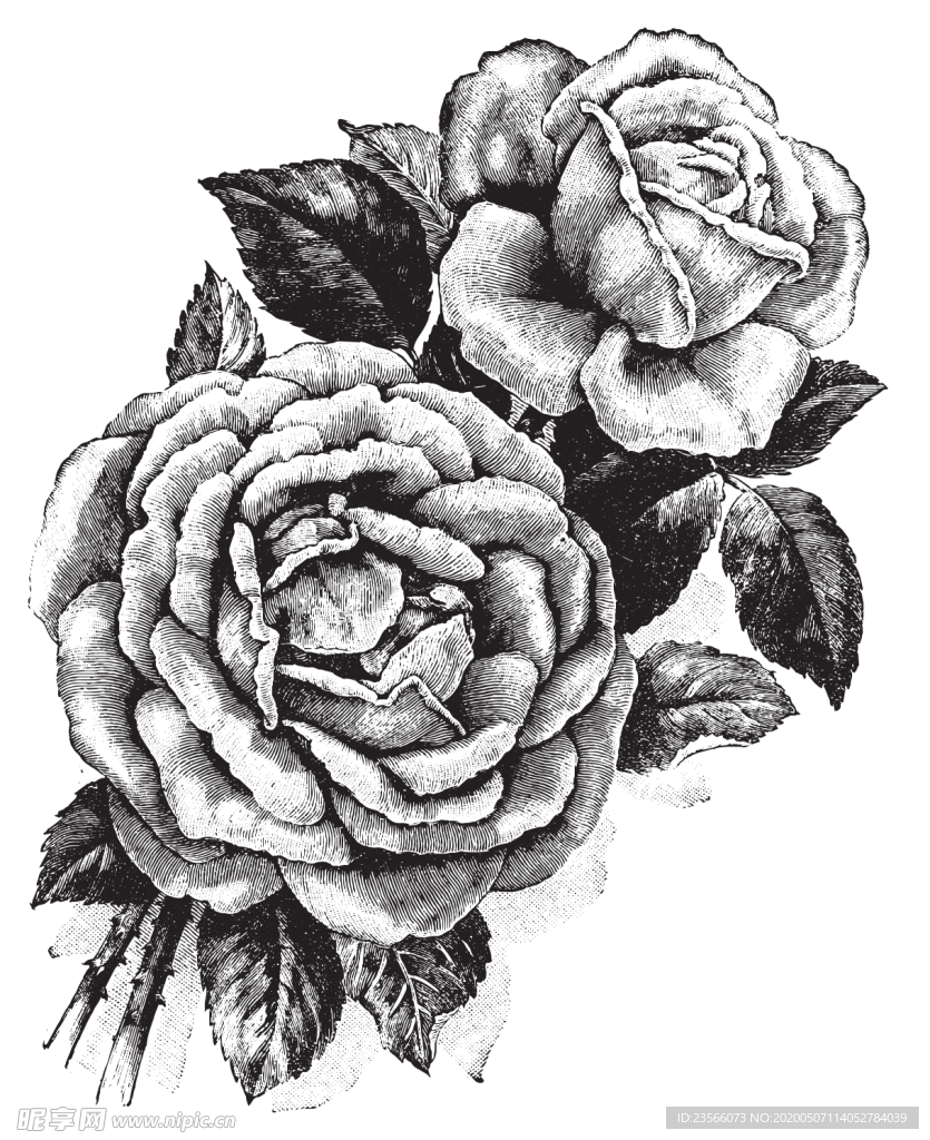 素描绘画植物花朵