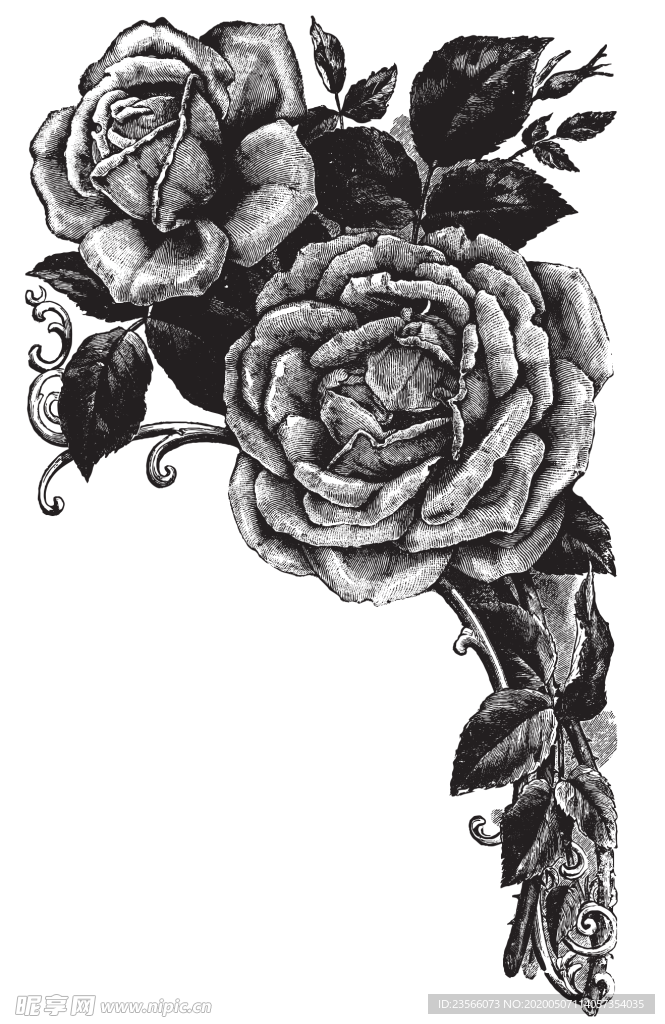 素描绘画植物花朵