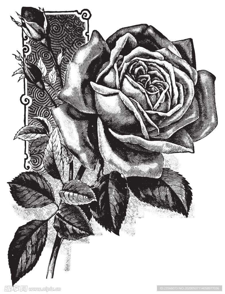 素描绘画植物花朵