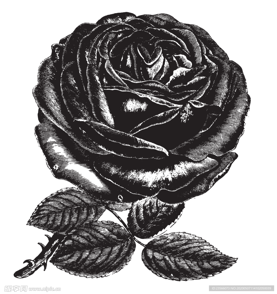 素描绘画植物花朵