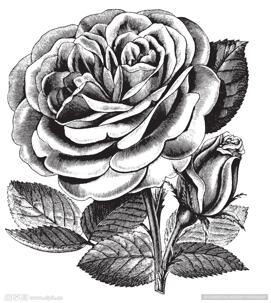 素描绘画植物花朵