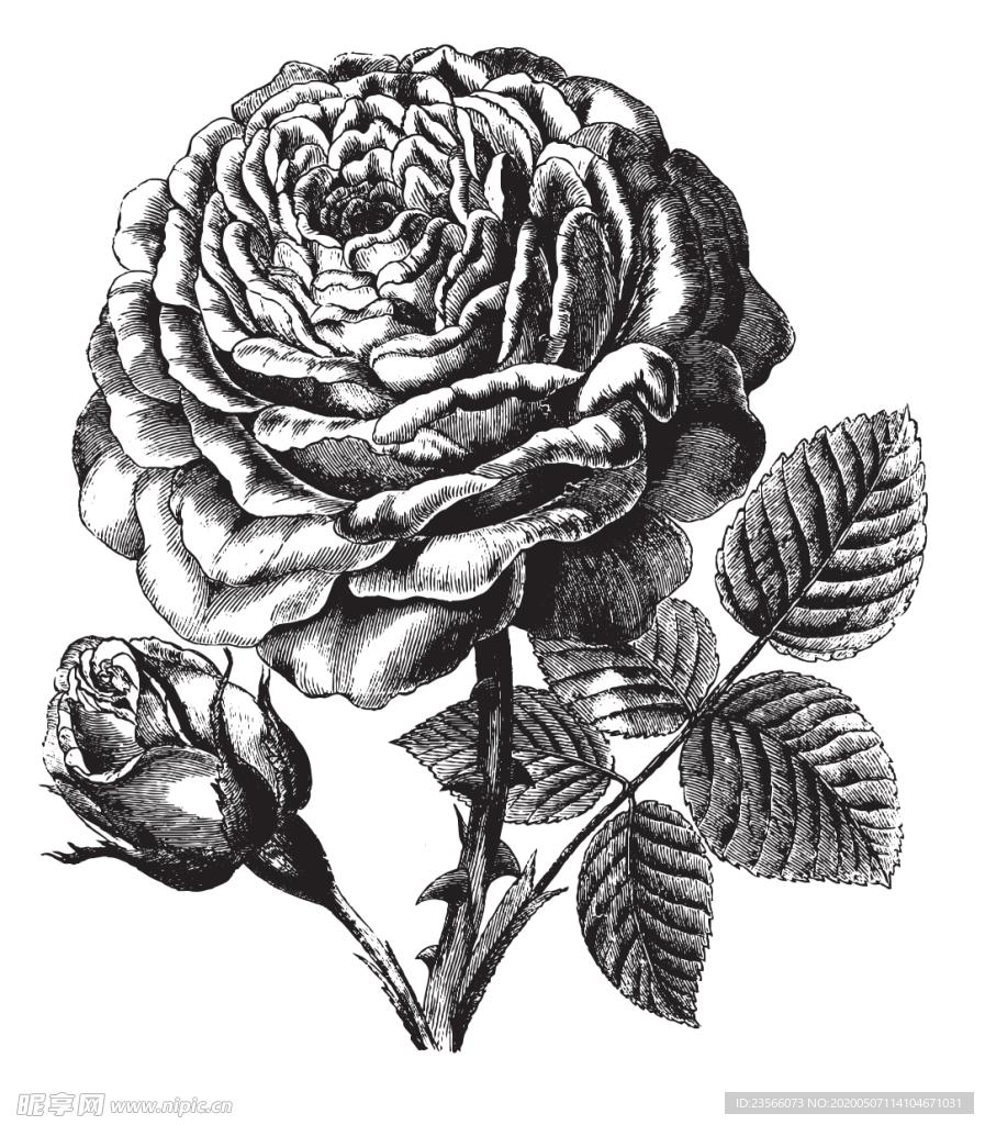 素描绘画植物花朵