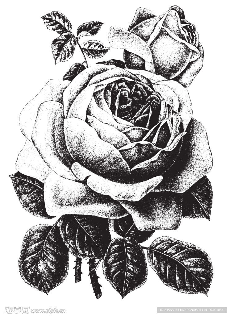 素描绘画植物花朵