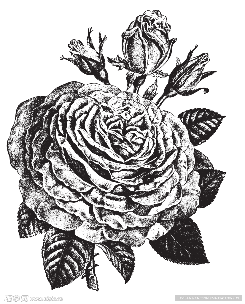 素描绘画植物花朵