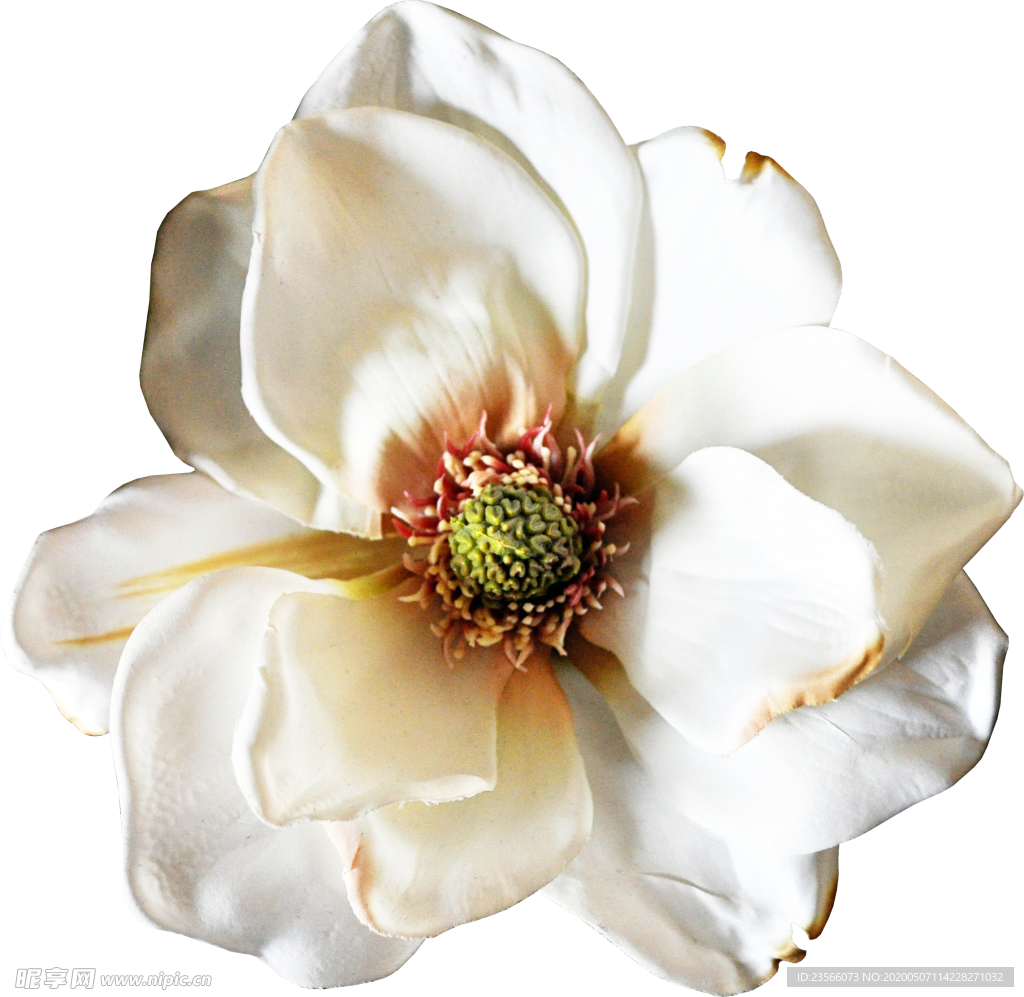 暗色玫瑰花花朵