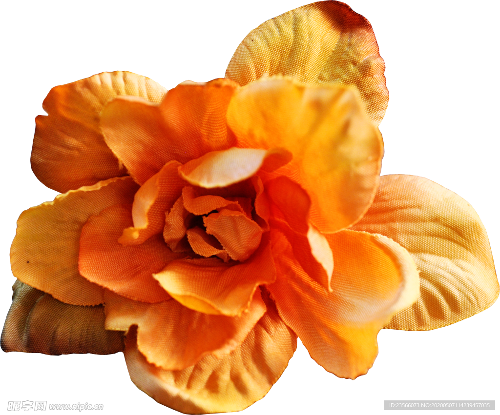 暗色玫瑰花花朵