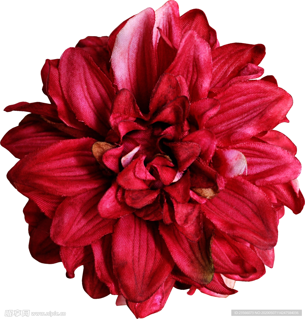 暗色玫瑰花花朵