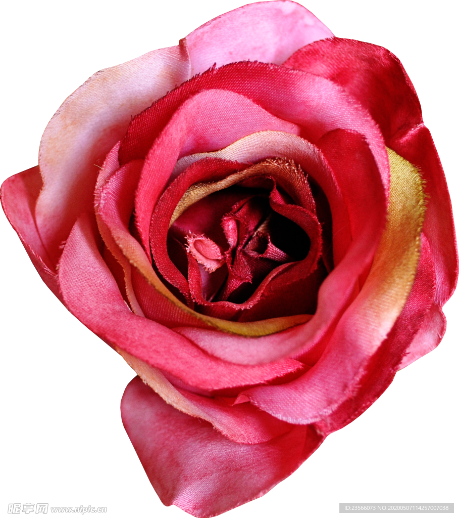 暗色玫瑰花花朵